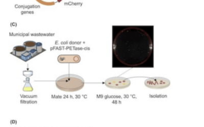 Scientists Engineer Bacteria to Break Down Microplastics Found in Wastewater